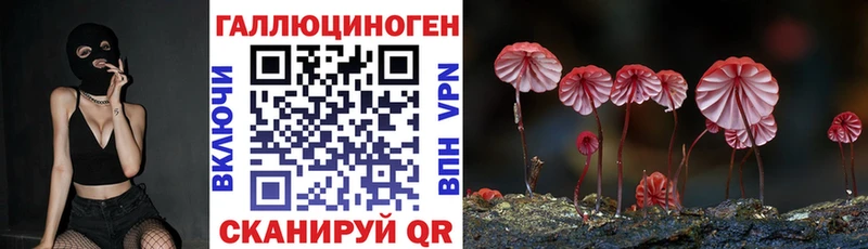 Купить  Каргат  Псилоцибиновые грибы Cubensis 